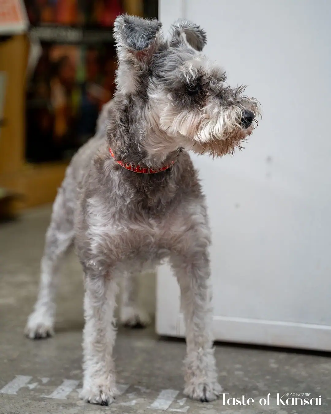 FAT DOG STAND (3)