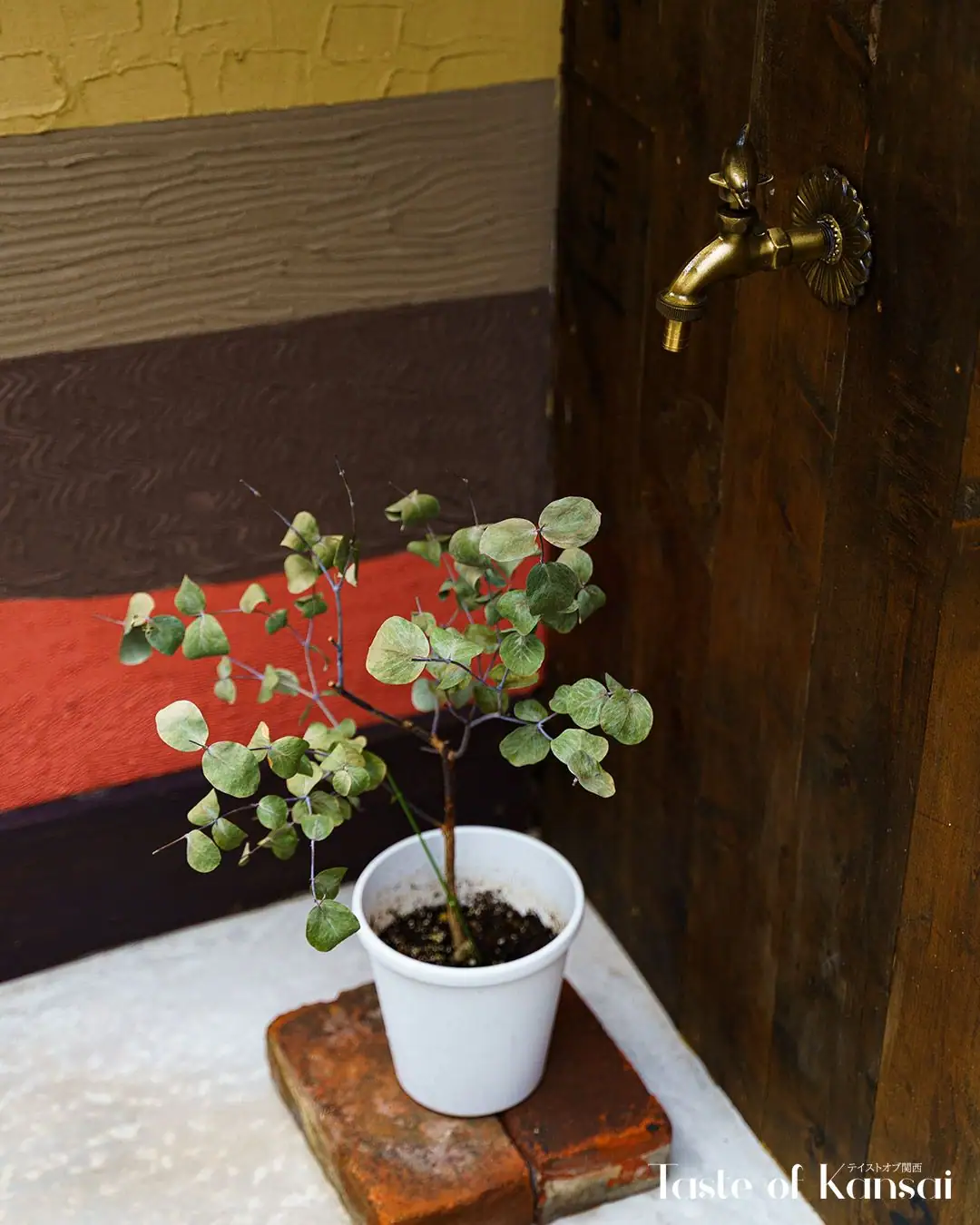 Sumire Coffee (2)